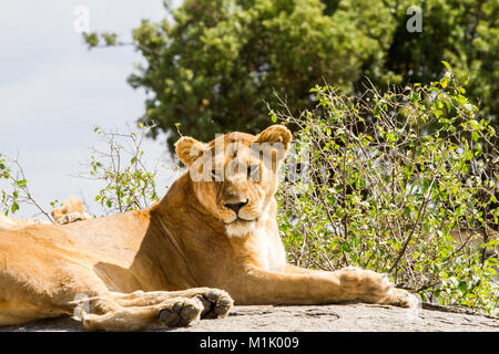 Les lionnes d'Afrique (Panthera leo), espèces de la famille des félidés et un membre du genre Panthera, désignée vulnérable, in Serengeti National Park, Banque D'Images