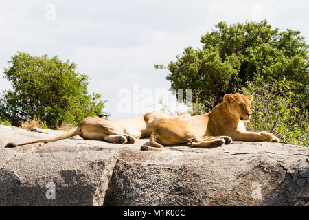 Les lionnes d'Afrique (Panthera leo), espèces de la famille des félidés et un membre du genre Panthera, désignée vulnérable, in Serengeti National Park, Banque D'Images