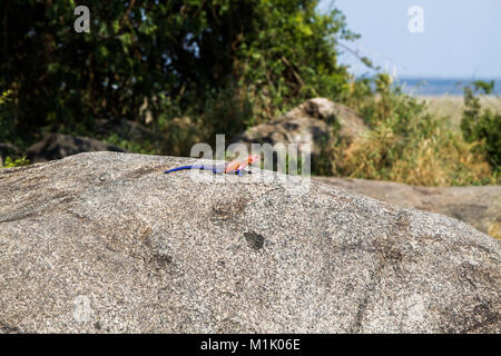 Mwanza mâle rock à tête plate (Agama agama mwanzae) ou l'agama Spider-Man dans la famille Agamidae, avec un rouge vif ou violet de la tête, du cou et de l'épaule Banque D'Images