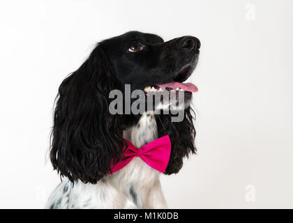 Belle épagneul femelle avec un noeud rose autour de son cou sur fond blanc Banque D'Images