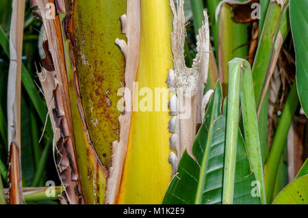 Feuillage jungle tropicale luxuriante et de palmiers forme modèle magnifique Banque D'Images