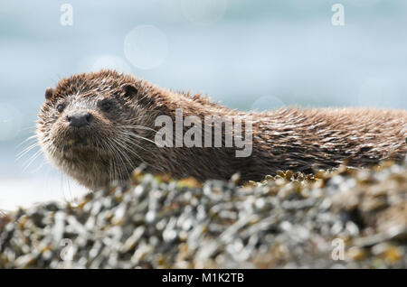 Une magnifique loutre (Lutra lutra) gisant sur le rivage sur l'île de Mull, en Ecosse après la pêche dans la mer. Banque D'Images