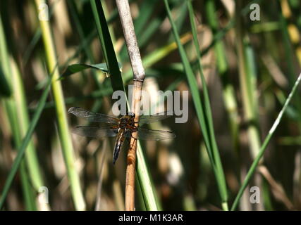 Grand dragon-fly sur fond reed Banque D'Images