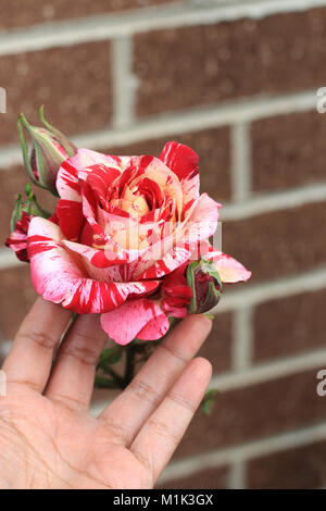 Close up of Tiger Framboise Rose en pleine floraison Banque D'Images