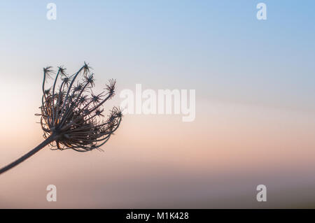 Fruits séchés tête de carotte sauvage Daucus carota Ripalimosani, Campobasso, Italie, un nouveau ciel coucher de soleil d'hiver Banque D'Images