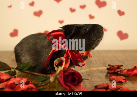 Cochon le jour de la Saint-Valentin Banque D'Images
