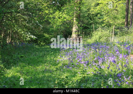 Bluebells dans les bois, West Berkshire, Newbury Banque D'Images