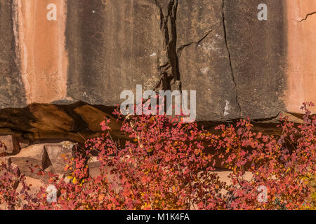 Skunkbush Sumac Rhus trilobata, avec les feuilles d'automne contre une falaise de grès à Salt Creek Canyon dans les aiguilles District de Canyonlands National Par Banque D'Images