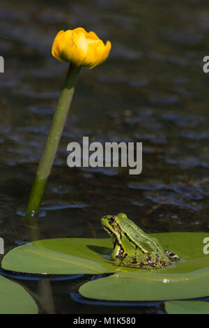 La grenouille verte (Rana esculenta) est assise sur la feuille d'un étang-lily, Burgenland, Autriche Banque D'Images