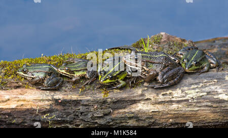 Les grenouilles vertes (Rana esculenta) assis sur le bois avec un lac, Burgenland, Autriche