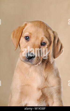 Labrador Retriever, chiot, 9 semaines, animal portrait, studio shot Banque D'Images