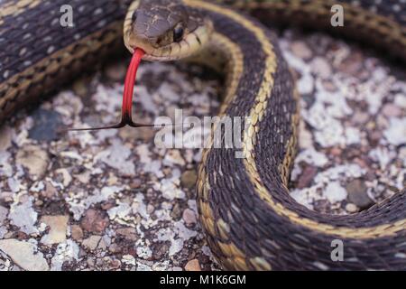 La couleuvre rayée avec son split langue dehors. Classe Reptilia Ordre Squamata sous-ordre,, Serpentes, Famille Colubridae, espèces T. sirtalis Banque D'Images