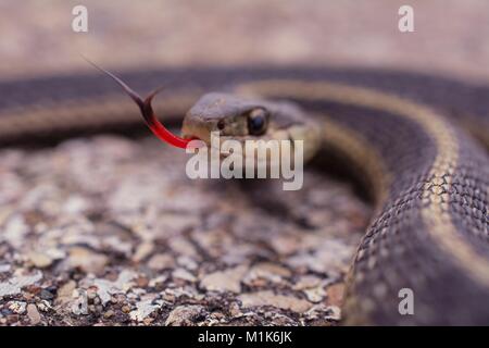 La couleuvre rayée avec son split langue dehors. Classe Reptilia Ordre Squamata sous-ordre,, Serpentes, Famille Colubridae, espèces T. sirtalis Banque D'Images