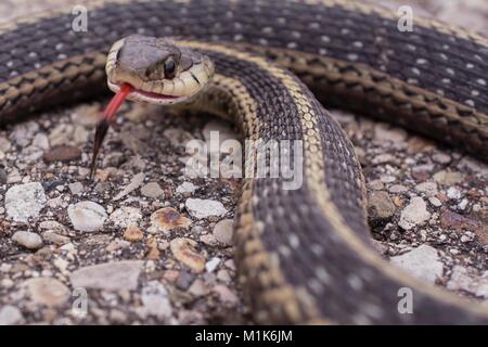 La couleuvre rayée avec son split langue dehors. Classe Reptilia Ordre Squamata sous-ordre,, Serpentes, Famille Colubridae, espèces T. sirtalis Banque D'Images