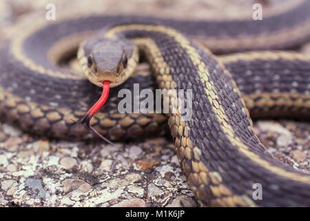 La couleuvre rayée avec son split langue dehors. Classe Reptilia Ordre Squamata sous-ordre,, Serpentes, Famille Colubridae, espèces T. sirtalis Banque D'Images