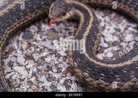 La couleuvre rayée avec son split langue dehors. Classe Reptilia Ordre Squamata sous-ordre,, Serpentes, Famille Colubridae, espèces T. sirtalis Banque D'Images