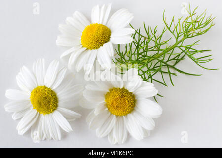 Camomille (Matricaria chamomilla) - soins de santé et de traitement médical - fleurs blanches sur le fond blanc Banque D'Images