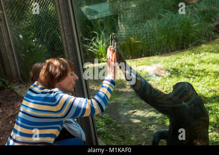 Allemagne, Cologne, Cologne Jardin Zoologique, bonobo et visiteur mettre la main sur l'autre, la fenêtre en verre. Deutschland, Koeln, Koelner Zoo, Bonobo Banque D'Images