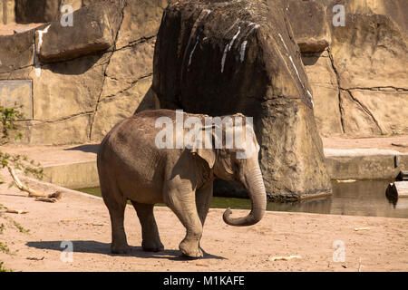 Allemagne, Cologne, le jardin zoologique, jeune éléphant. Deutschland, Koeln, im Zoo, junger Elefant. Banque D'Images