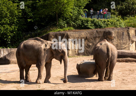 Allemagne, Cologne, le jardin zoologique, les éléphants. Deutschland, Koeln, im Zoo, Elefanten. Banque D'Images