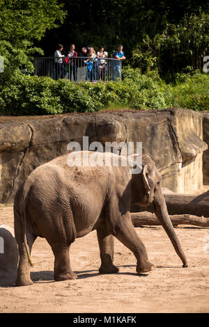 Allemagne, Cologne, le jardin zoologique, l'éléphant. Deutschland, Koeln, im Zoo, Elefant. Banque D'Images