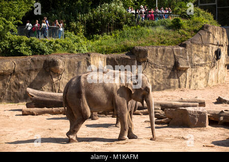 Allemagne, Cologne, le jardin zoologique, l'éléphant. Deutschland, Koeln, im Zoo, Elefant. Banque D'Images