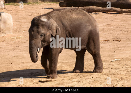 Allemagne, Cologne, le jardin zoologique, jeune éléphant. Deutschland, Koeln, im Zoo, junger Elefant. Banque D'Images