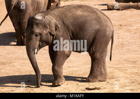 Allemagne, Cologne, le jardin zoologique, jeune éléphant. Deutschland, Koeln, im Zoo, junger Elefant. Banque D'Images