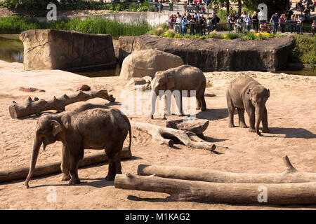 Allemagne, Cologne, le jardin zoologique, les éléphants. Deutschland, Koeln, im Zoo, Elefanten. Banque D'Images