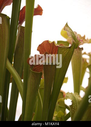 Fleurs de Sarracenia nord-américain close up