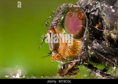 Tête de fly tourné à très fort grossissement avec le fond vert floue Banque D'Images