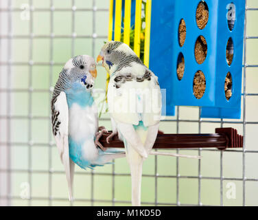 Perruche ondulée, Perruche (Melopsittacus undulatus). Deux oiseaux se chamailler à côté d'un récipient alimentaire. Allemagne Banque D'Images