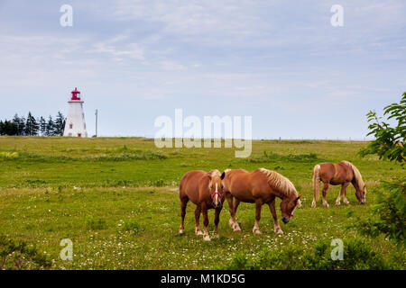 Panmure Head phare sur l'Île du Prince Édouard. Prince Edward Island, Canada. Banque D'Images