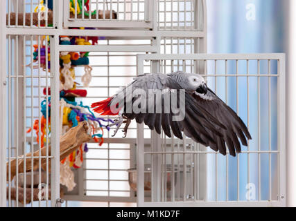 Perroquet gris du Congo (Psittacus erithacus). Vol adultes hors de sa cage. Allemagne Banque D'Images