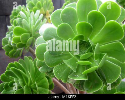 Les plantes succulentes close-up à Cusco, Pérou Banque D'Images