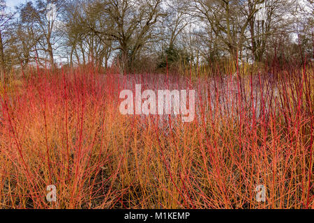 Couleur d'hiver splendide fournis par une combinaison de Cornus sanguinea Midwinter fire dans l'avant-plan et Rubus cockburnianus à l'arrière Banque D'Images