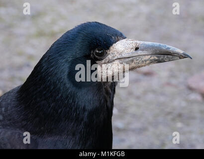 Close up portrait of hot tour Corvus frugilegus montrant des plumes noires bleu soyeux et caractéristiquement scruffy tache blanche à la base du projet de loi - UK Banque D'Images