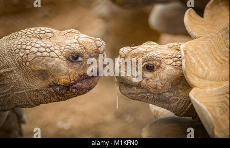 Tortue sillonnée Centrochelys sulcata paire dans un parc zoologique présentant l'offre de cadeaux avant l'accouplement Banque D'Images