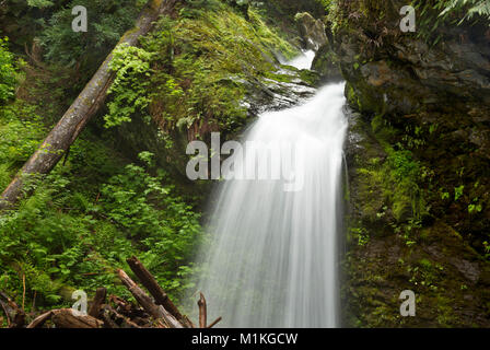 WA13141-00...WASHINGTON - l'une des nombreuses chutes d'eau sans nom en ordre décroissant depuis les sommets enneigés de l'Quinault River dans la région de la vallée enchantée d'O Banque D'Images