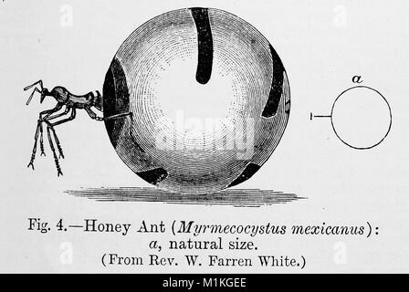 Une illustration à partir de 1889 L'Encyclopédie de chambre - illustration d'un miel miel aka ANT ANT (Myrmecocystus, Inflatus, et autres genres Camponotus et ) Banque D'Images