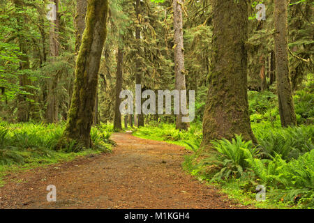 WASHINGTON - sous-bois couverts de fougères et d'arbres couverts de mousse le long de la Creek Road dans les tombes Quinault Rain Forest of Olympic National Park. Banque D'Images