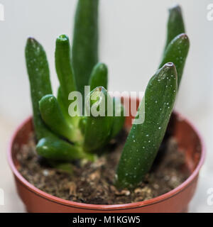 Un plan macro sur le vert feuilles charnues d'une plante succulente. Banque D'Images