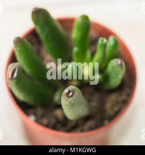 Un plan macro sur une petite plante succulente. Banque D'Images