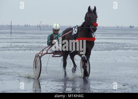 DEU, ALLEMAGNE, Basse-Saxe, la course de trot à l'amplitude des marées dans les eaux peu profondes près de Cuxhaven Duhnen. DEU, Deutschland, Niedersachsen, das Crea-trends Wattrennen b Banque D'Images