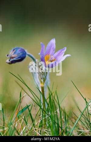 Au début du printemps des fleurs bleu magnifique Pulsatilla pratensis (petite anémone pulsatille) Banque D'Images