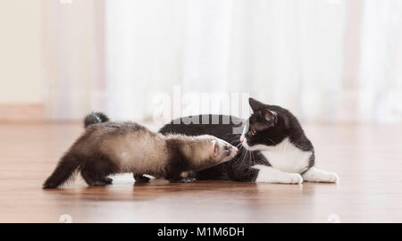 L'amitié des animaux adultes et des furets : chat domestique d'essence à l'autre. Allemagne Banque D'Images