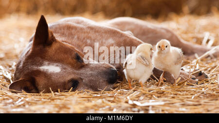 Amitié animal : chien de bétail australien avec les poussins, couché dans la paille. Allemagne Banque D'Images