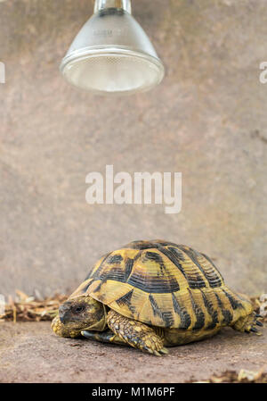 Hermanns Tortue (Testudo hermanni) en vertu de l'infra-rouge. Allemagne Banque D'Images