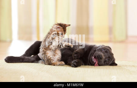 Labrador Retriever et Bengal Cat. Puppy and kitten playing. Allemagne Banque D'Images