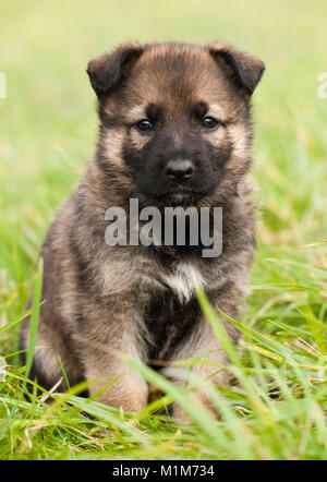 Berger allemand, l'alsacien. Chiot assis sur un pré. Allemagne Banque D'Images